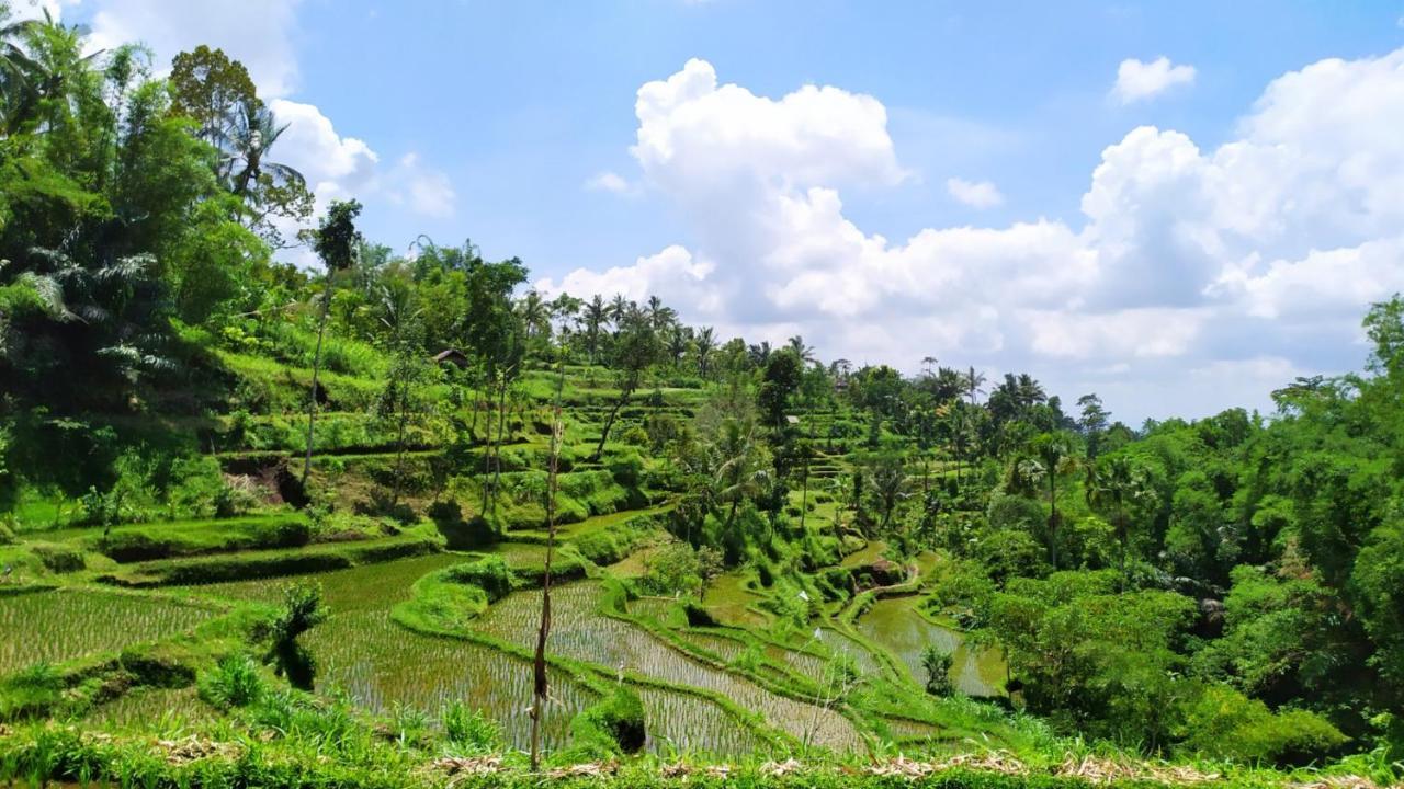 Mysha Guest House-Lombok Tetebatu Exterior foto